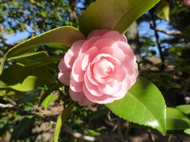 淡いピンク色の椿の花