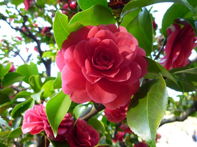 赤い椿の花