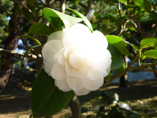 白い椿の花